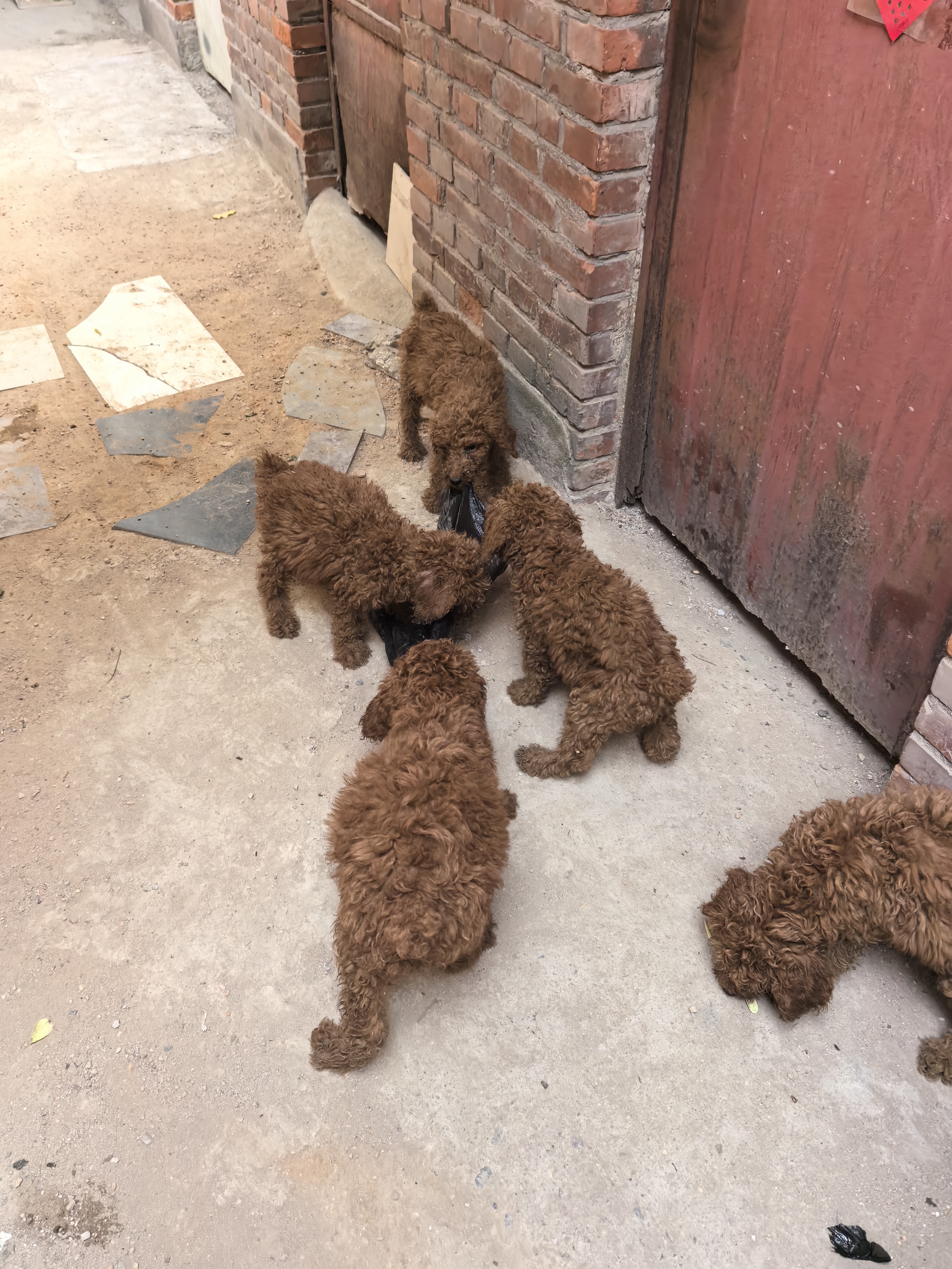极品红色巨贵犬